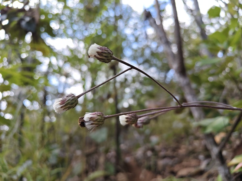 Acilepis attenuata photo 5