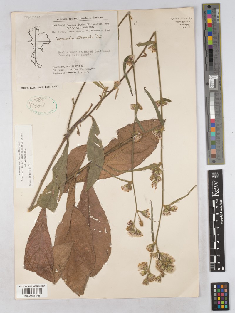 Acilepis attenuata photo 2