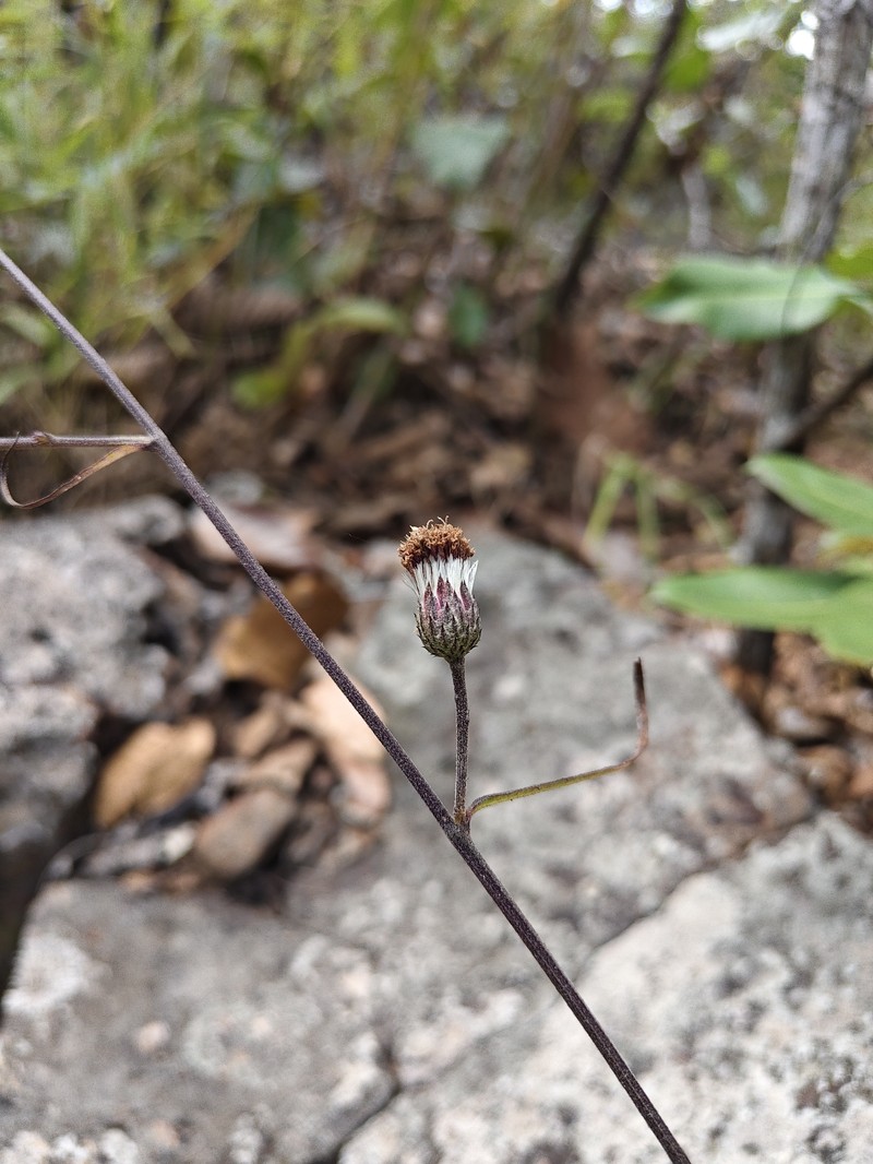 Acilepis attenuata photo 3