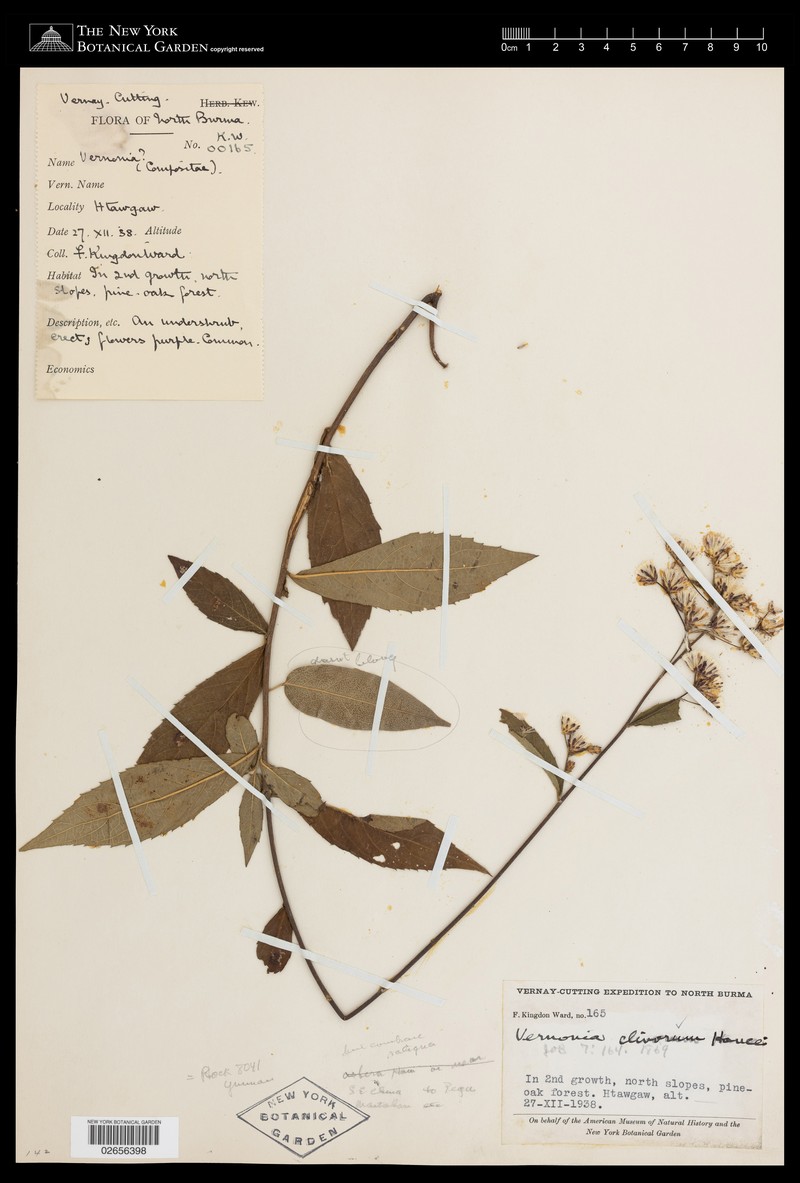 Acilepis clivorum