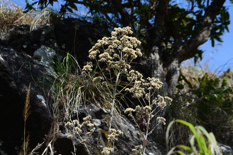 Acilepis dendigulensis photo 2