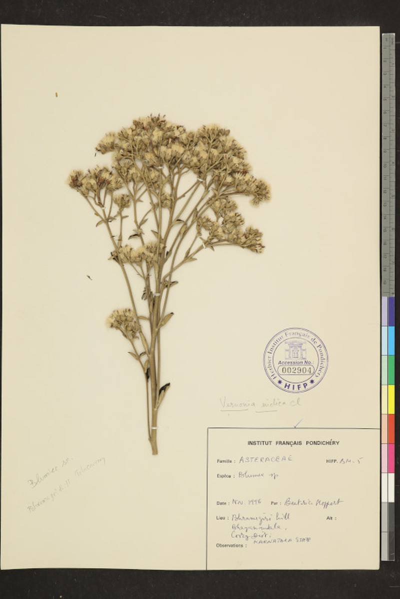 Acilepis dendigulensis photo 3