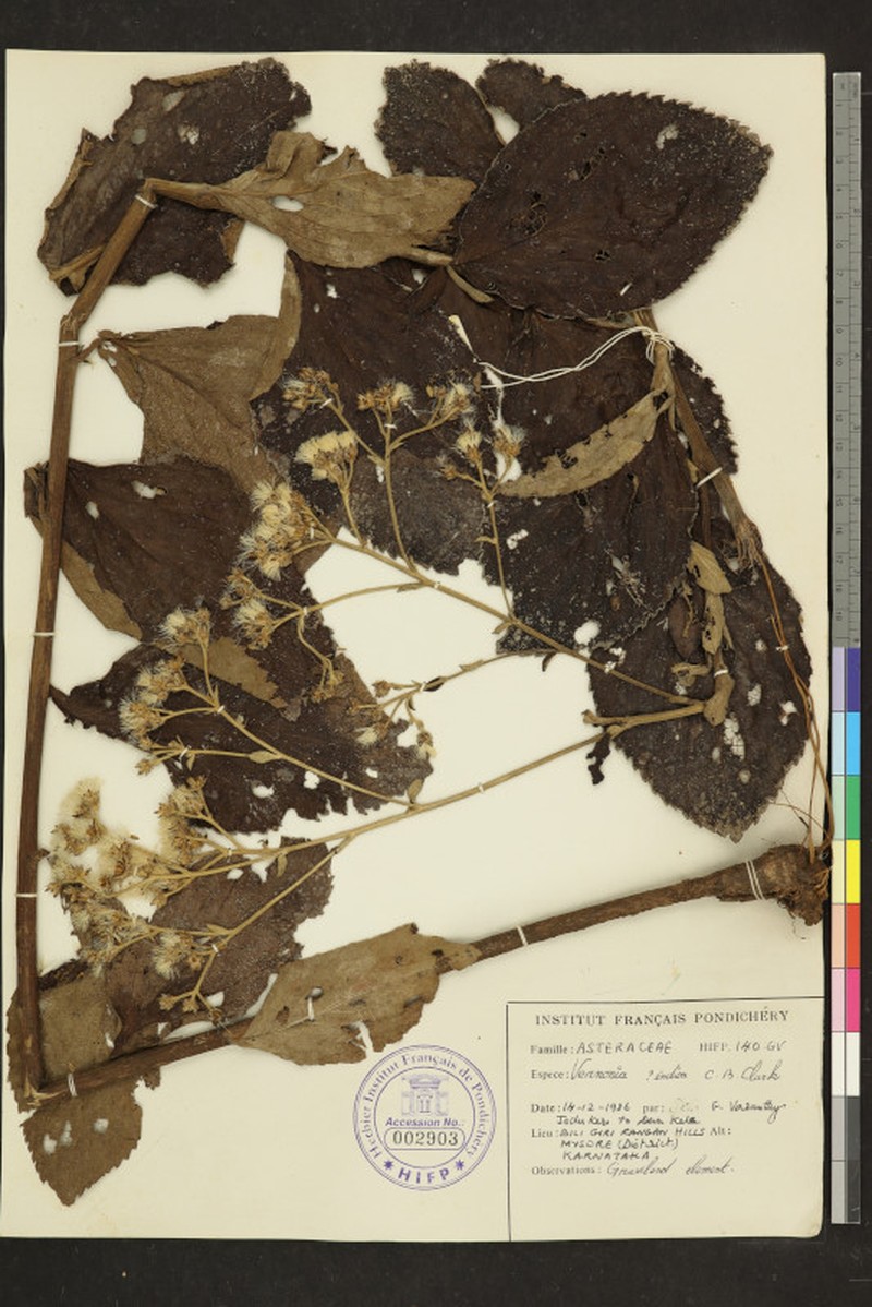 Acilepis dendigulensis photo 4