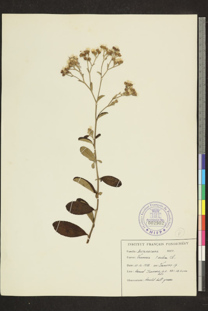 Acilepis dendigulensis photo 5
