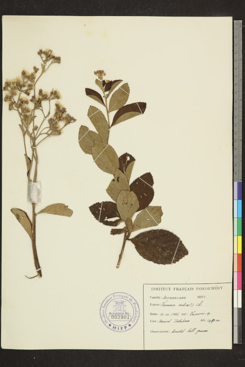 Acilepis dendigulensis photo 6