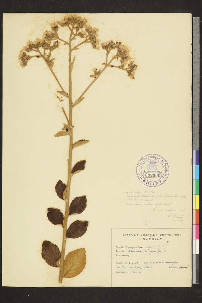 Acilepis dendigulensis photo 7