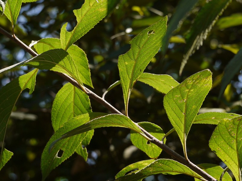 Acilepis divergens