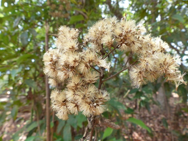 Acilepis divergens photo 2