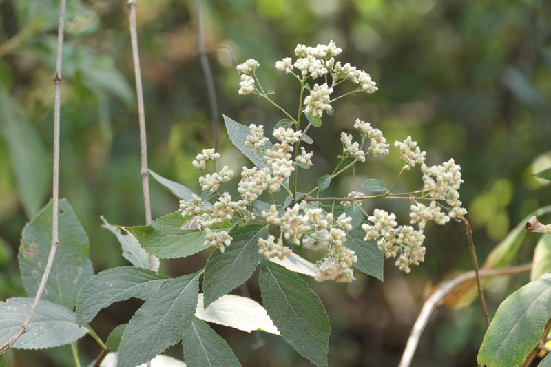 Acilepis divergens photo 3