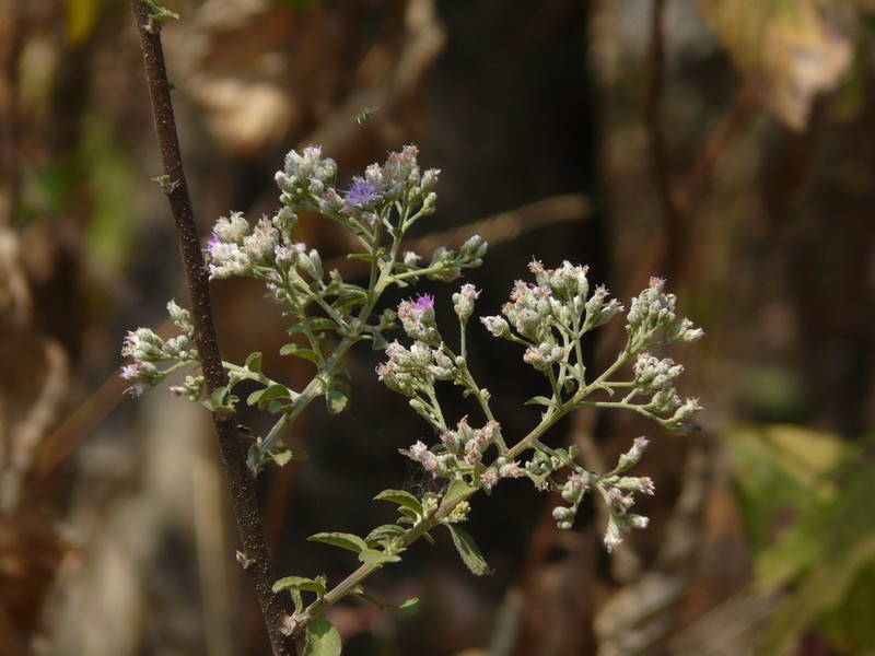 Acilepis divergens photo 4