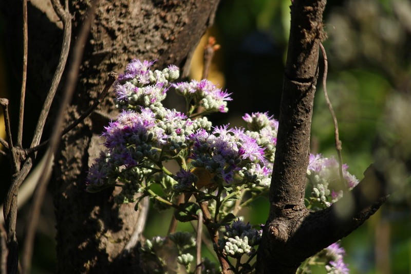 Acilepis divergens photo 5