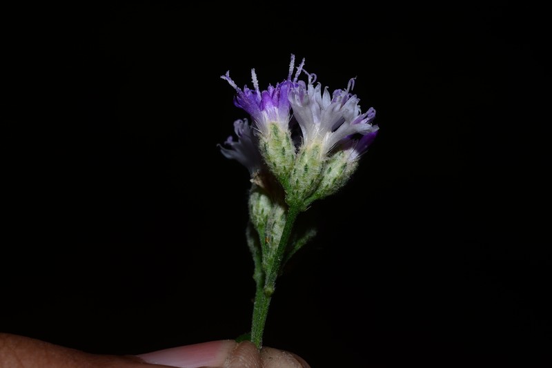 Acilepis divergens photo 8