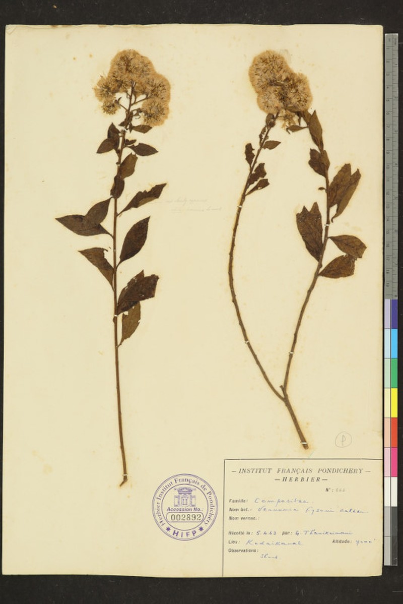 Acilepis fysonii