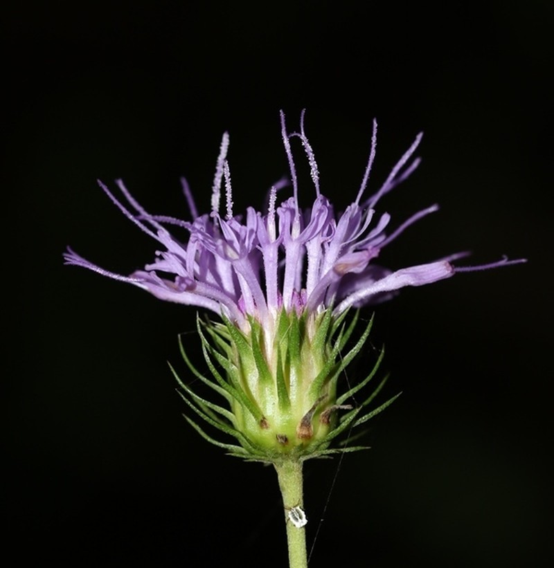 Acilepis gardneri