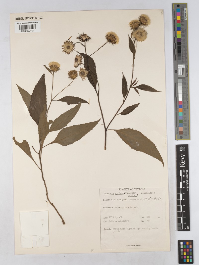 Acilepis gardneri