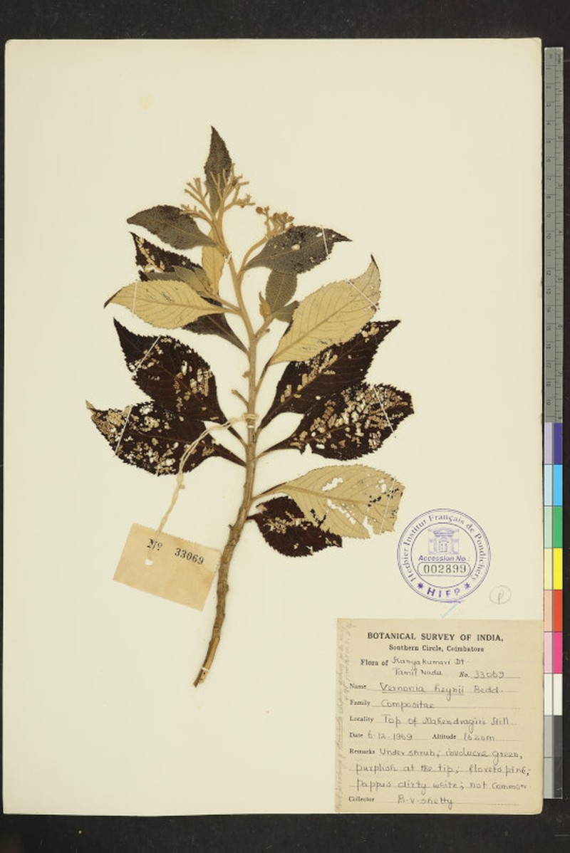 Acilepis heynei