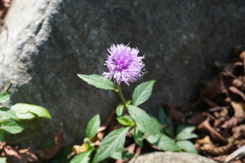 Acilepis nantcianensis
