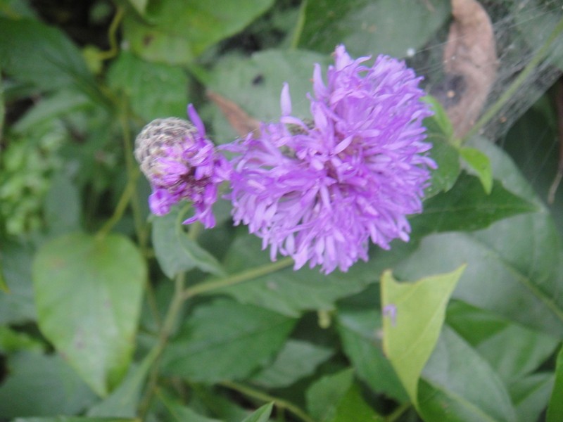 Acilepis nantcianensis photo 2