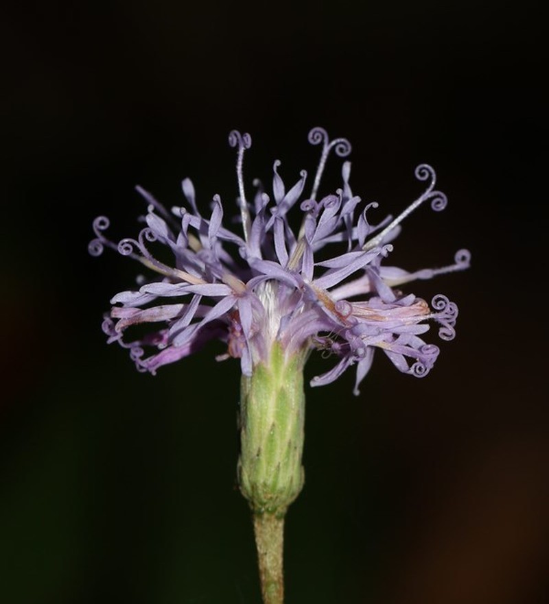 Acilepis nemoralis