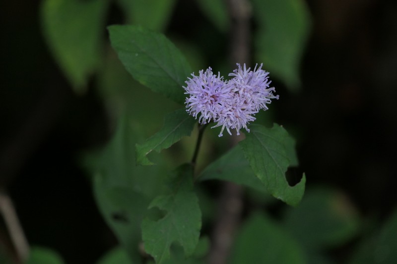 Acilepis ornata photo 2