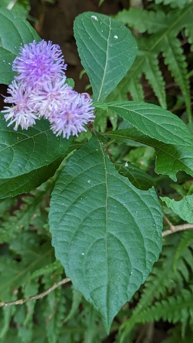 Acilepis ornata photo 3