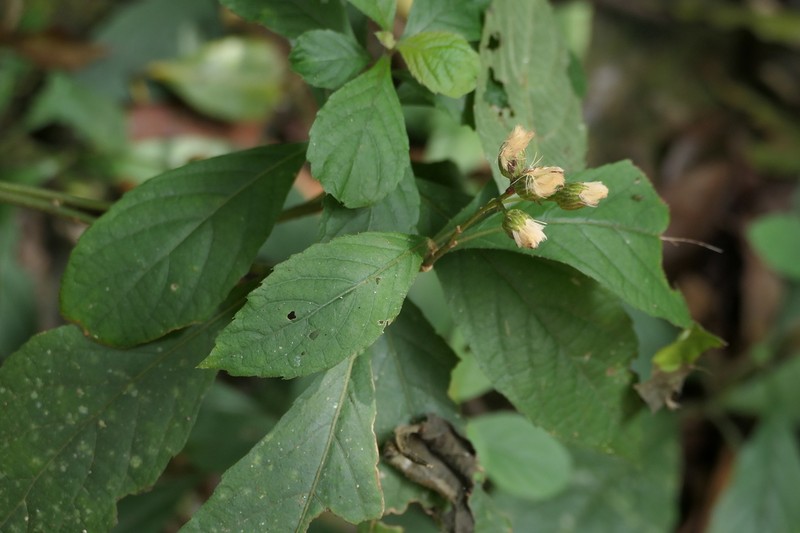 Acilepis ornata photo 4