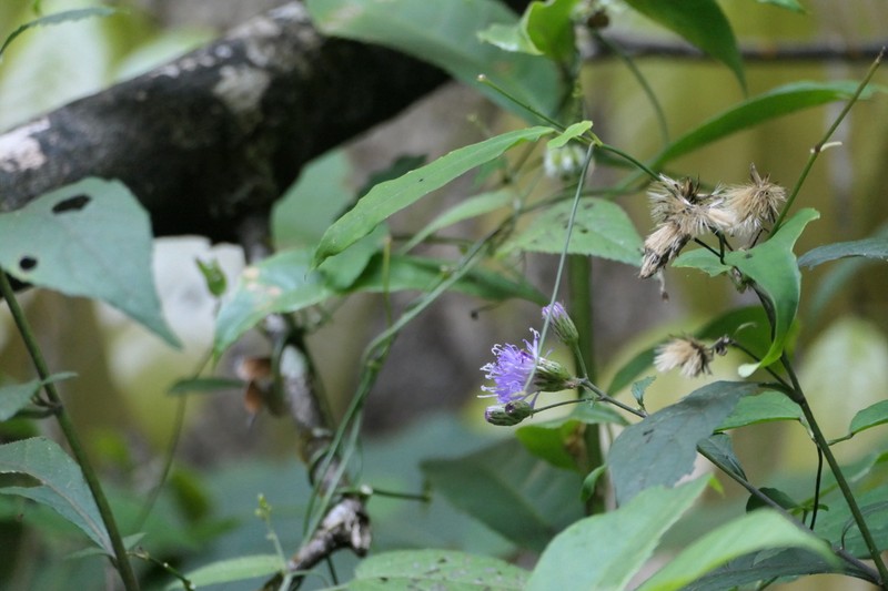 Acilepis ornata photo 5