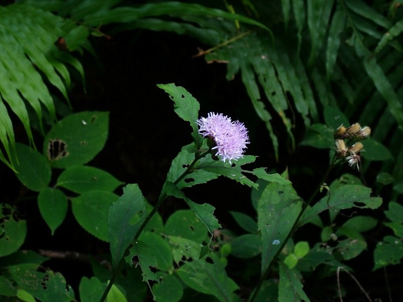 Acilepis ornata photo 6