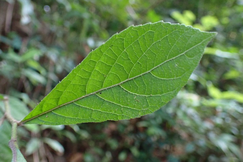 Acilepis ornata photo 7