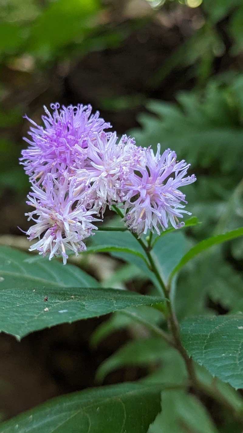 Acilepis ornata photo 8