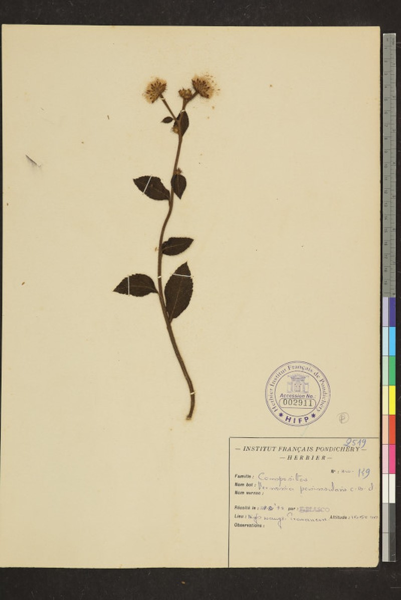 Acilepis peninsularis