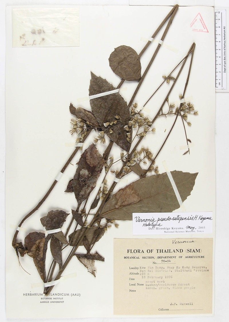Acilepis pseudosutepensis