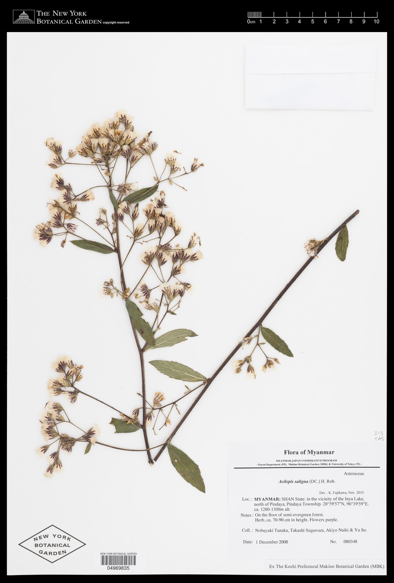 Acilepis saligna