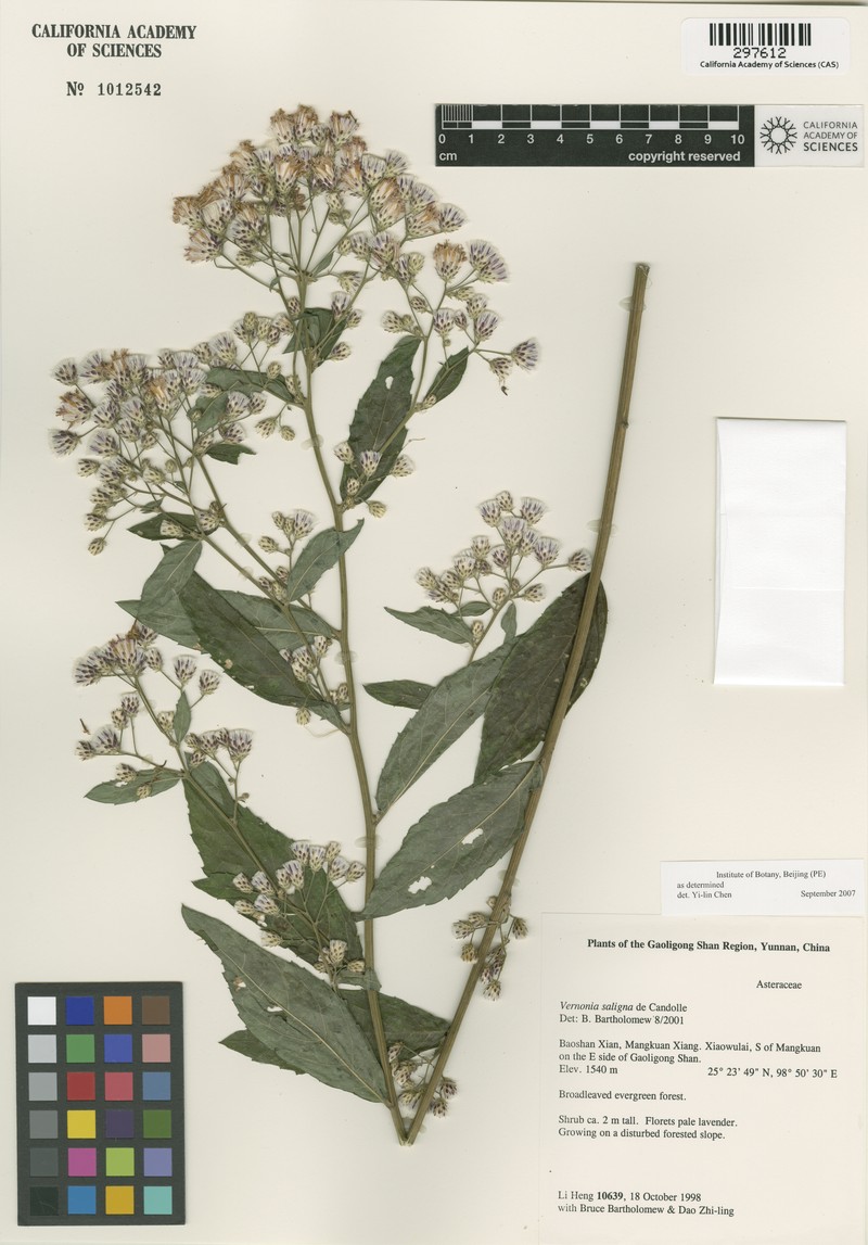 Acilepis saligna photo 2