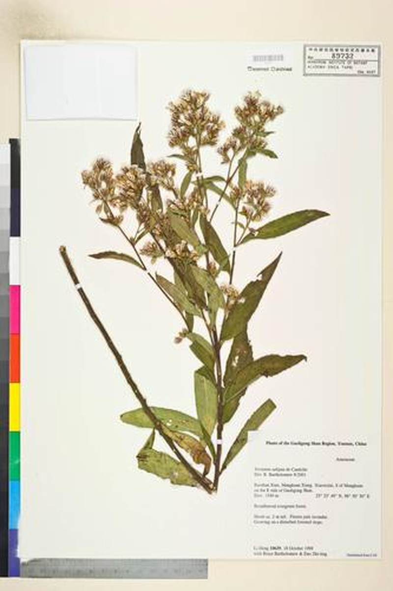 Acilepis saligna photo 3