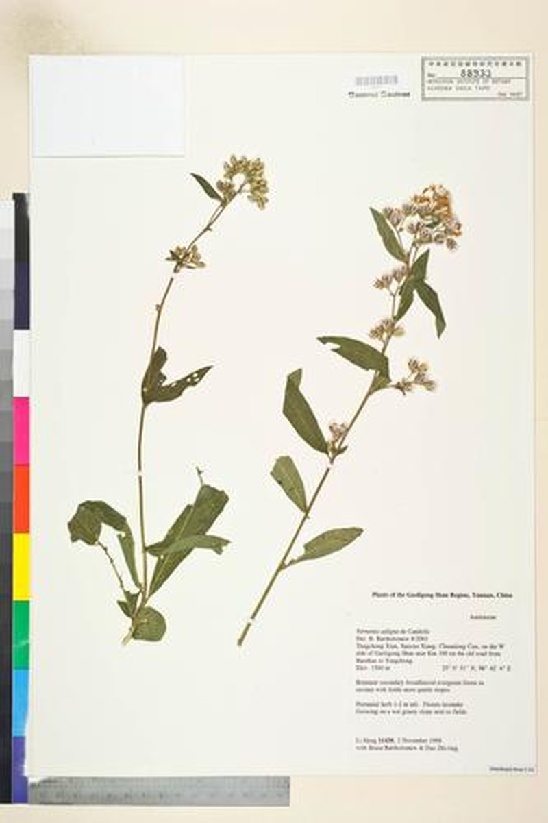 Acilepis saligna photo 4
