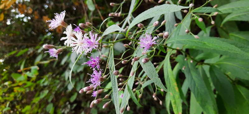 Acilepis saligna photo 6