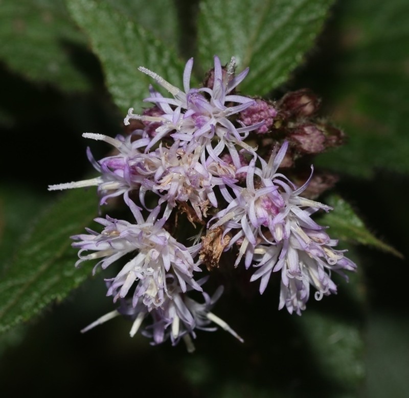 Acilepis scariosa
