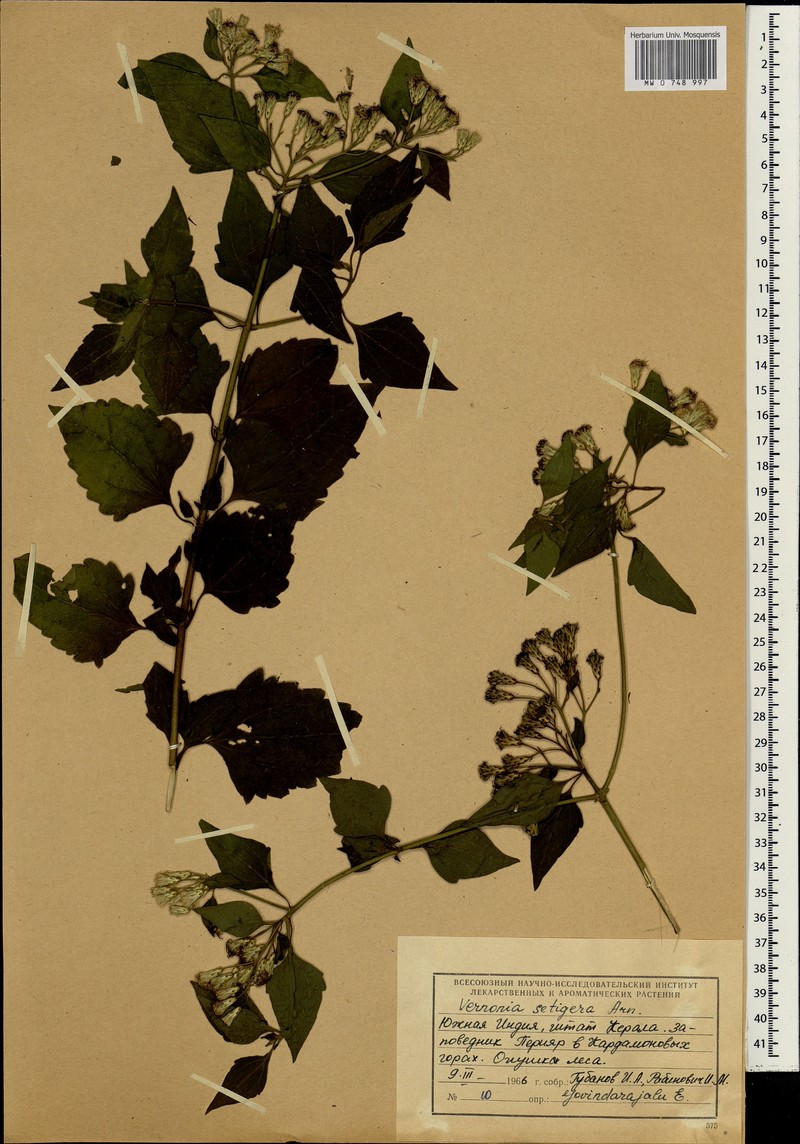 Acilepis setigera