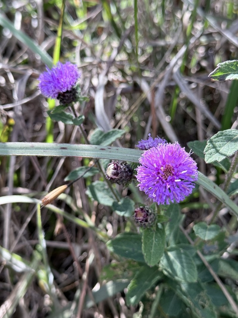 Acilepis silhetensis