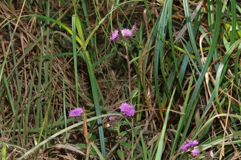Acilepis silhetensis photo 2
