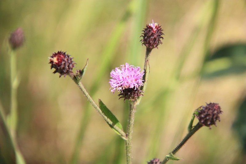 Acilepis silhetensis photo 3