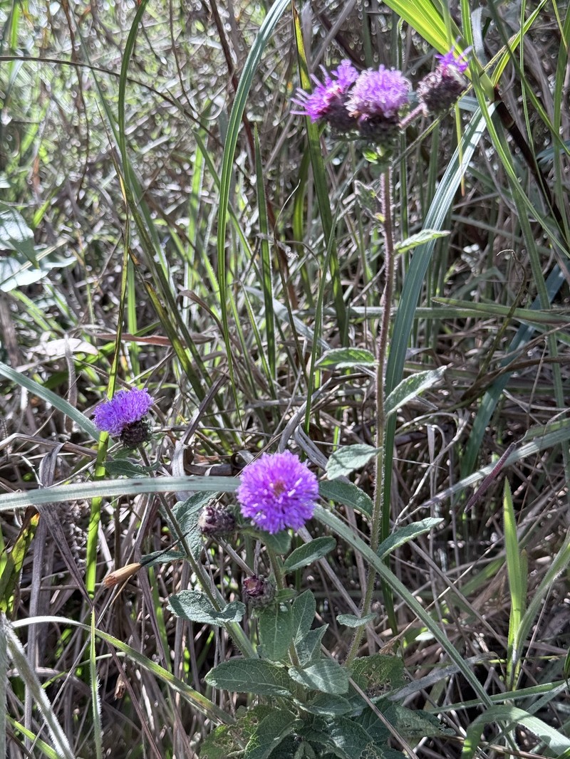 Acilepis silhetensis photo 6