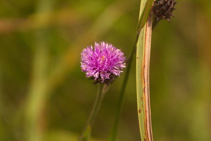Acilepis silhetensis photo 7
