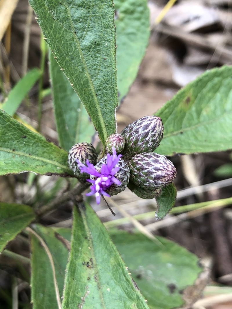Acilepis squarrosa photo 2