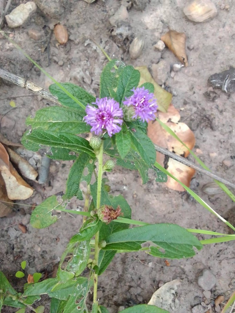 Acilepis squarrosa photo 3