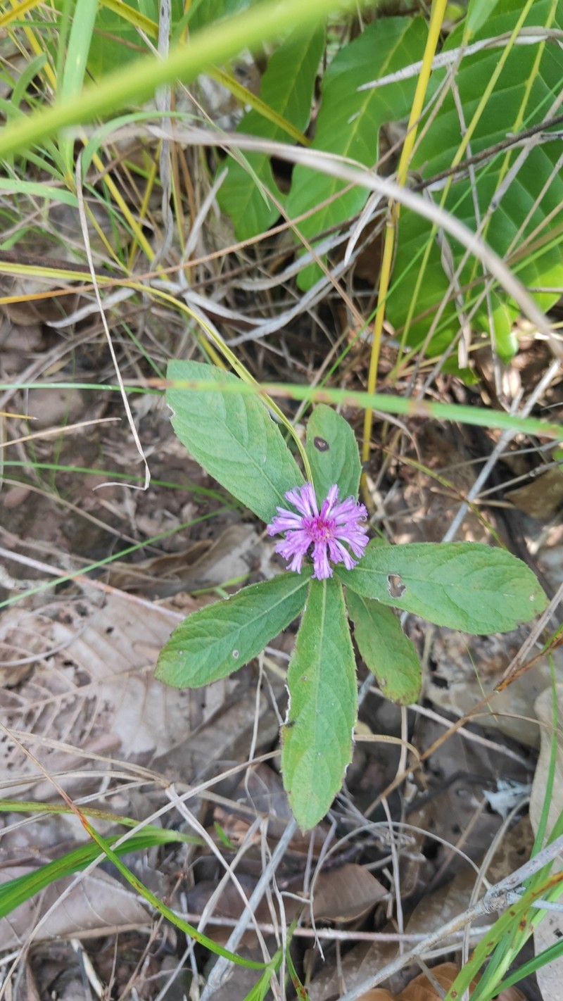 Acilepis squarrosa photo 4