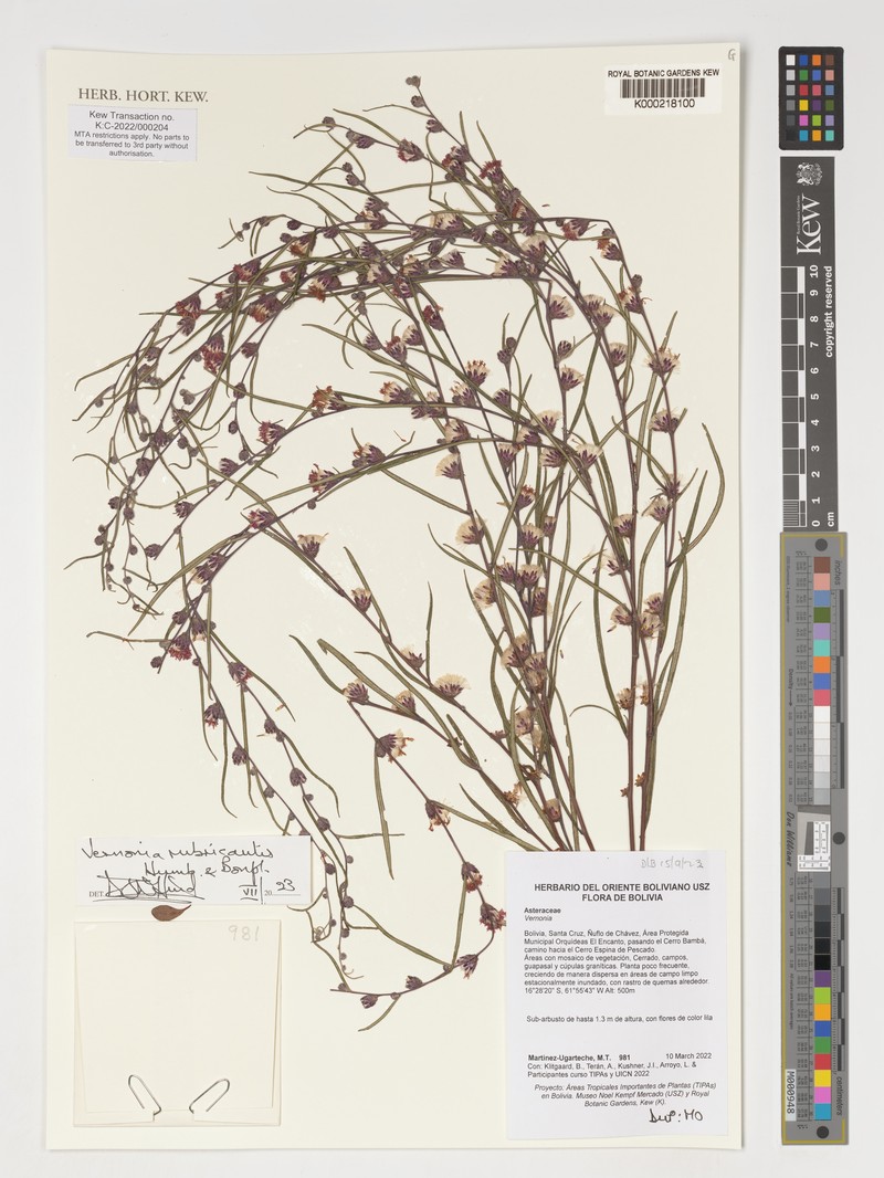 Acilepis squarrosa photo 5