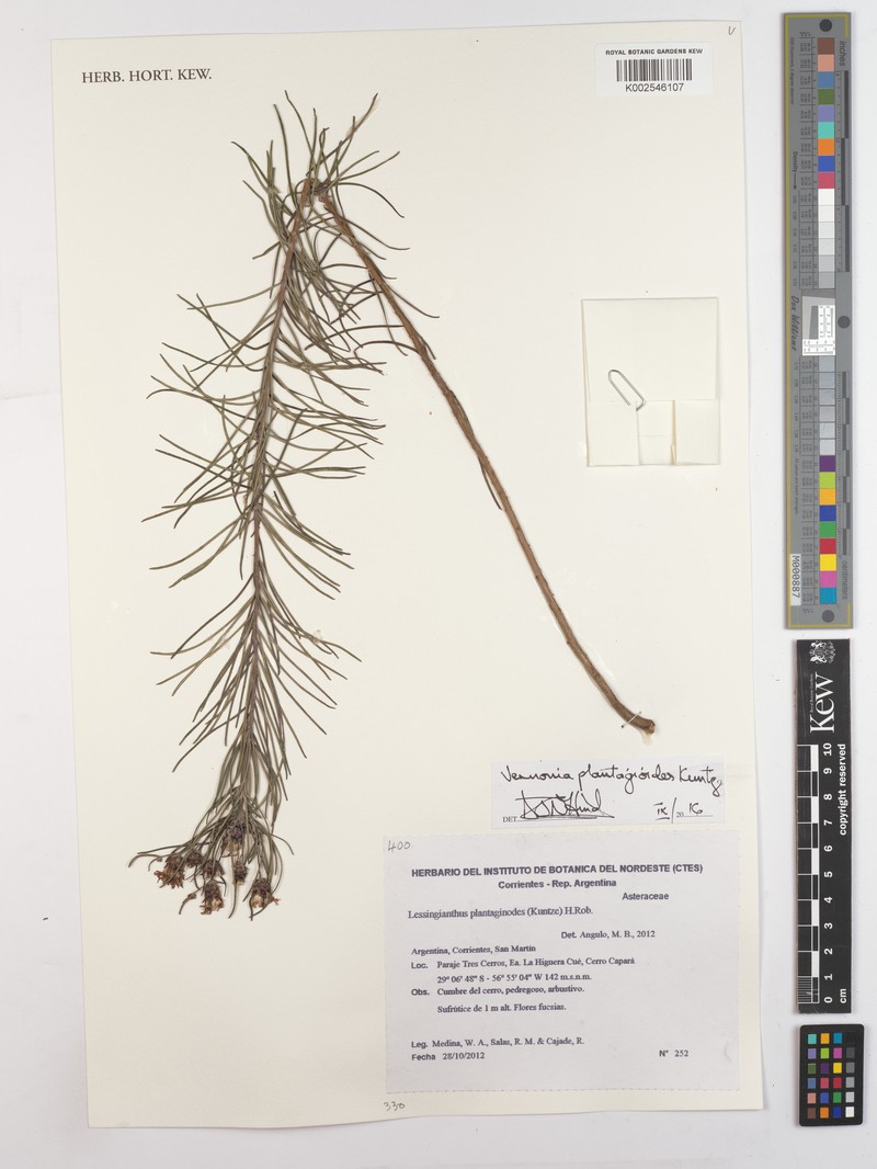 Acilepis squarrosa photo 6