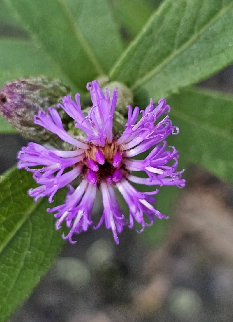 Acilepis squarrosa photo 7